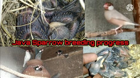Image result for Fawn Java Sparrow