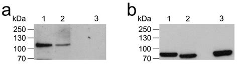 AmOctα2R: Functional Characterization of a Honeybee Octopamine Receptor ...