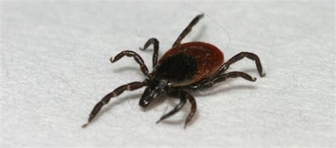 Image result for Embedded Deer Tick