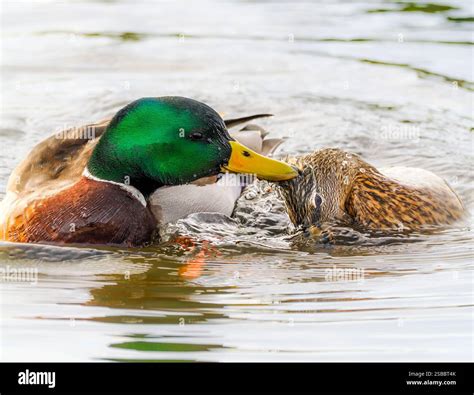 Male and female Mallard ducks mating, River Teifi, Wales Stock Photo ...