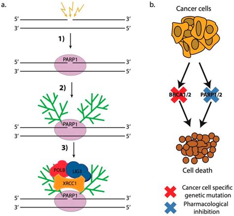 Cells | Special Issue : Double-Strand DNA Break Repair and Human Disease