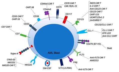 Challenges and Advances in Chimeric Antigen Receptor Therapy for Acute ...