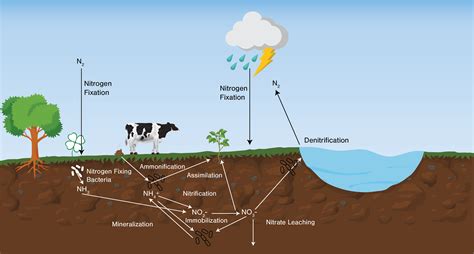 The Nitrogen Biochemical Cycle in Soil