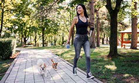 Vet issues grave warning about walking dogs in summer: 'Incredibly deadly'