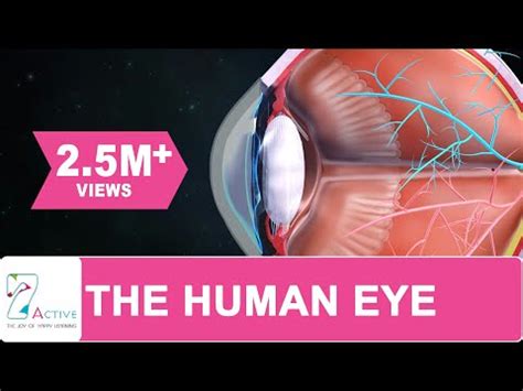 The Eye Parts and Mechanism of Vision Video Lecture - AP Biology - Grade 9