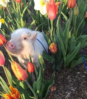 Pig images on Favim.com