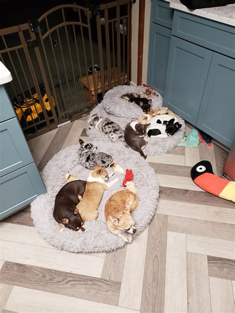 Managed to get 10 out of 12 in one picture! : r/Chihuahua