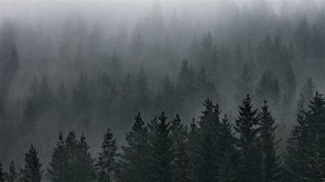 Wallpaper forest, fog, aerial view, pines, trees, coniferous hd ...
