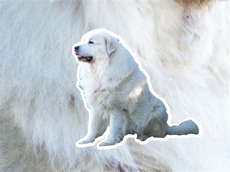 Great Pyrenees dog breed profile