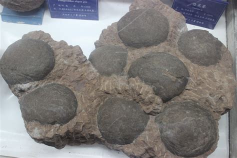 古生物学家解释大型窃蛋龙如何孵化恐龙蛋 - 化石网