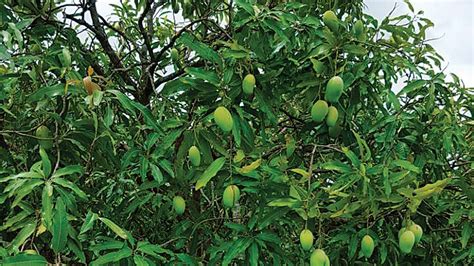 Thunderstorm: Farmers suffer loss of mango crop in northern India