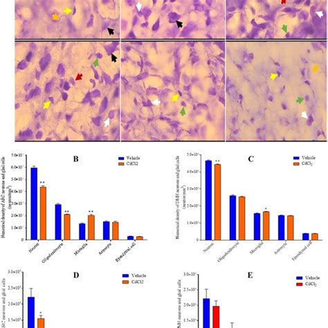Image result for Brain Cell Types