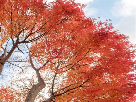Red Maple Fast Growing 的图像结果