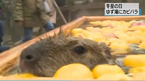 组图：日本动物园水豚泡温泉_新闻中心_新浪网