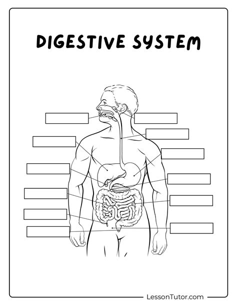 Image result for Digestive System Lesson