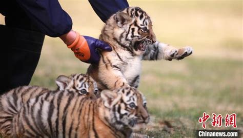 扬州动物园三胞胎虎崽亮相 小虎崽萌态十足