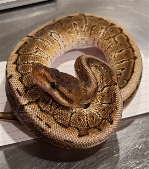 Wicked Wicked Reptiles Ball Python 的图像结果