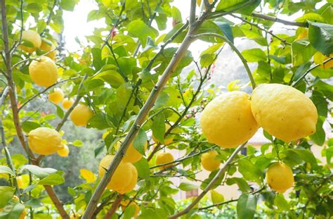 Image result for Sorrento, Italy