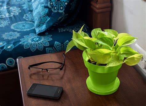 Rolling Nature Golden Pothos in Green Pot : Amazon.in: Garden & Outdoors