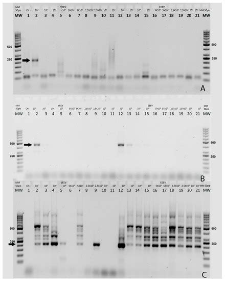 Detection of Venezuelan Equine Encephalitis Virus from Brain Samples of ...
