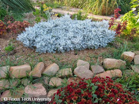 Dusty Miller | Herbaceous Plant Finder | Comprehensive Landscape Plant ...