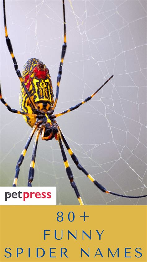 80+ Funny And Hilarious Spider Names For Your Pet Spiders