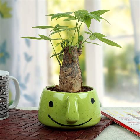 Ferns 'N' Petals Pachira Bonsai in Smiley Ceramic Pot (Multicolour ...