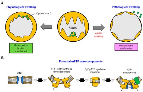 Mitochondrial Volume Regulation and Swelling Mechanisms in Cardiomyocytes