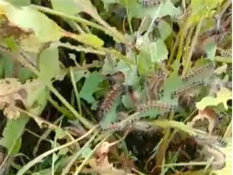 Concern among farmers over infestation of caterpillars in castor and ...