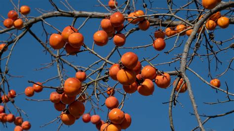 Le plaqueminier ou kaki : un fruit exotique d’hiver à cultiver au ...