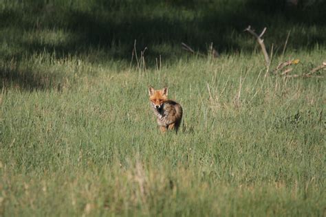 Free Images : forest, prairie, fauna, savanna, plain, red fox, wild animal, grassland ...