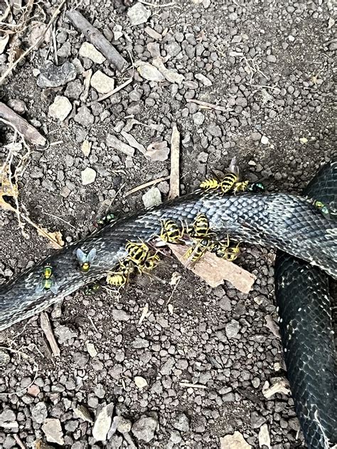 Bees eat dead snakes? Did not know they were meat eaters. : r/natureismetal