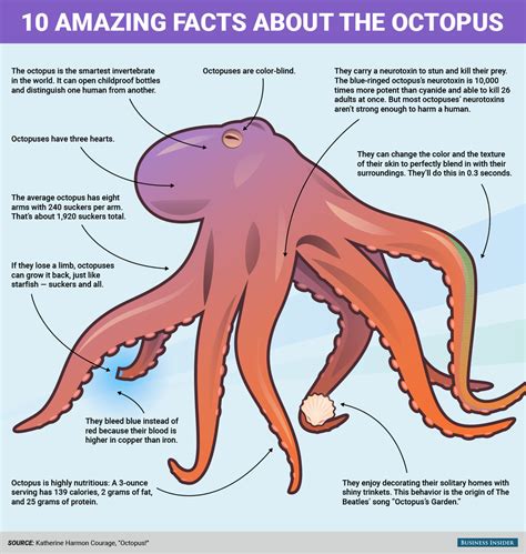 10 reasons why the octopus is the most incredible creature of the sea | Incredible creatures ...