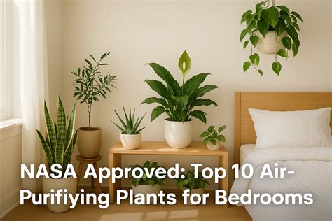 Top 10 NASA Approved Air Purifying Indoor Plants for Clean Air at Home