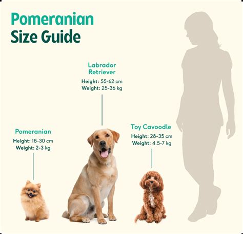Pomeranian breed insights: care, personality & expert tips | Lyka Blog