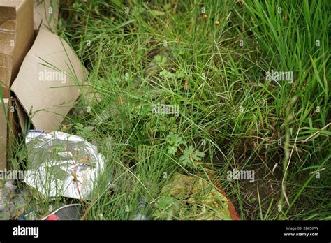 Image result for World Garbage Problem