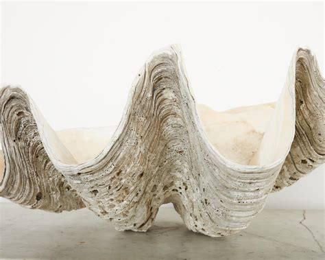 Image result for Large Clam Shells