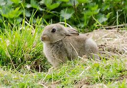 Image result for Images of Bunny Blu