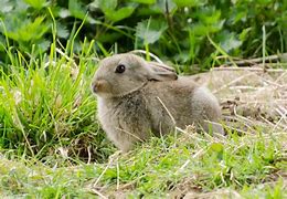 Image result for Himalayan Bunny