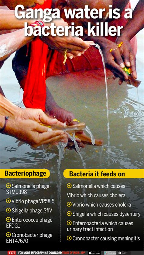 Infographic: What keeps the Ganga swachh… | India News - Times of India
