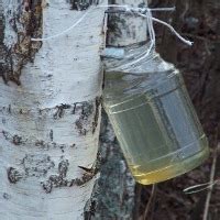 Как консервировать березовый сок. Совет