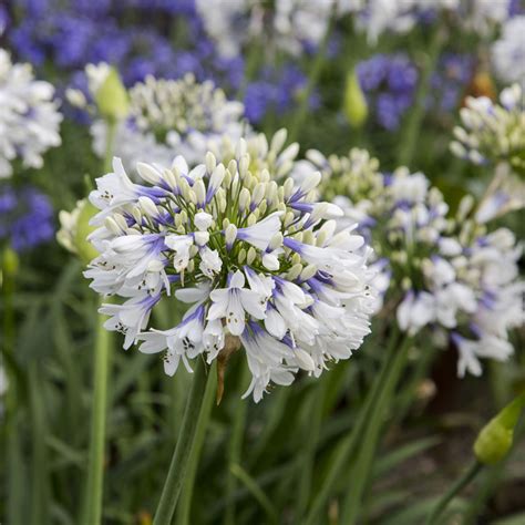 Little Galaxy Lily of the Nile Agapanthus | Plant Addicts