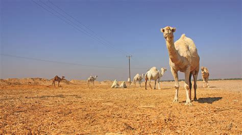 [200+] Camel Pictures | Wallpapers.com