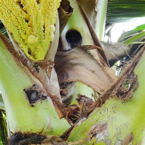 Rhinoceros beetle Lure - Green Revolution - Ecommerce