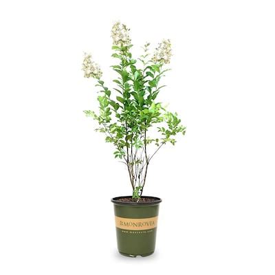 Natchez Crape Myrtle Pink Shrubs at Lowes.com
