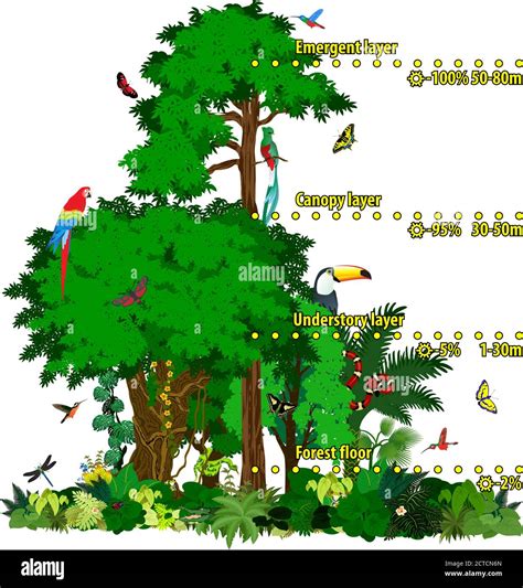 Jungle Tree Layers at Ellen Franklin blog