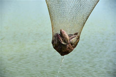 这种捕鱼方式太特别了，人生还真是第一次见，鱼儿自己往筐里爬
