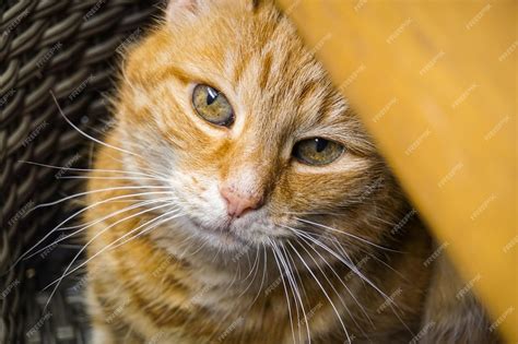 Image result for Laughing Tree Frog