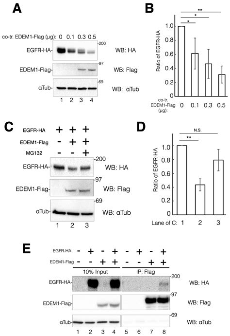 Identification of EGF Receptor and Thrombospondin-1 as Endogenous ...