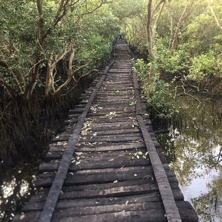 Pichavaram Tourism (2024): All You Need to Know Before You Go